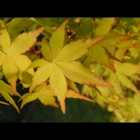 Acer palmatum cv Katsura (fam Aceracees) (4)